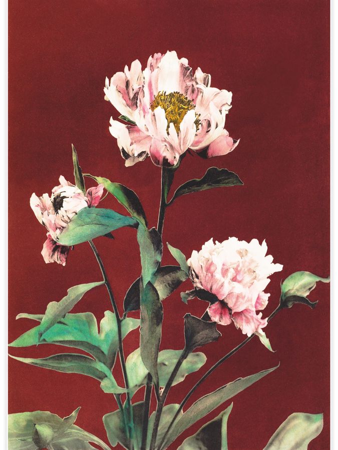 Hærdaceous Peony No.2 Poster
