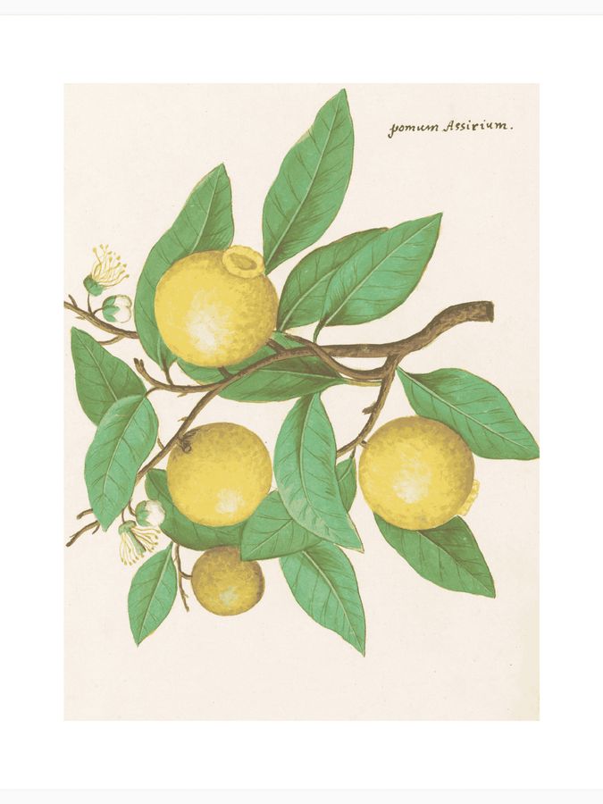 Lemon Poster