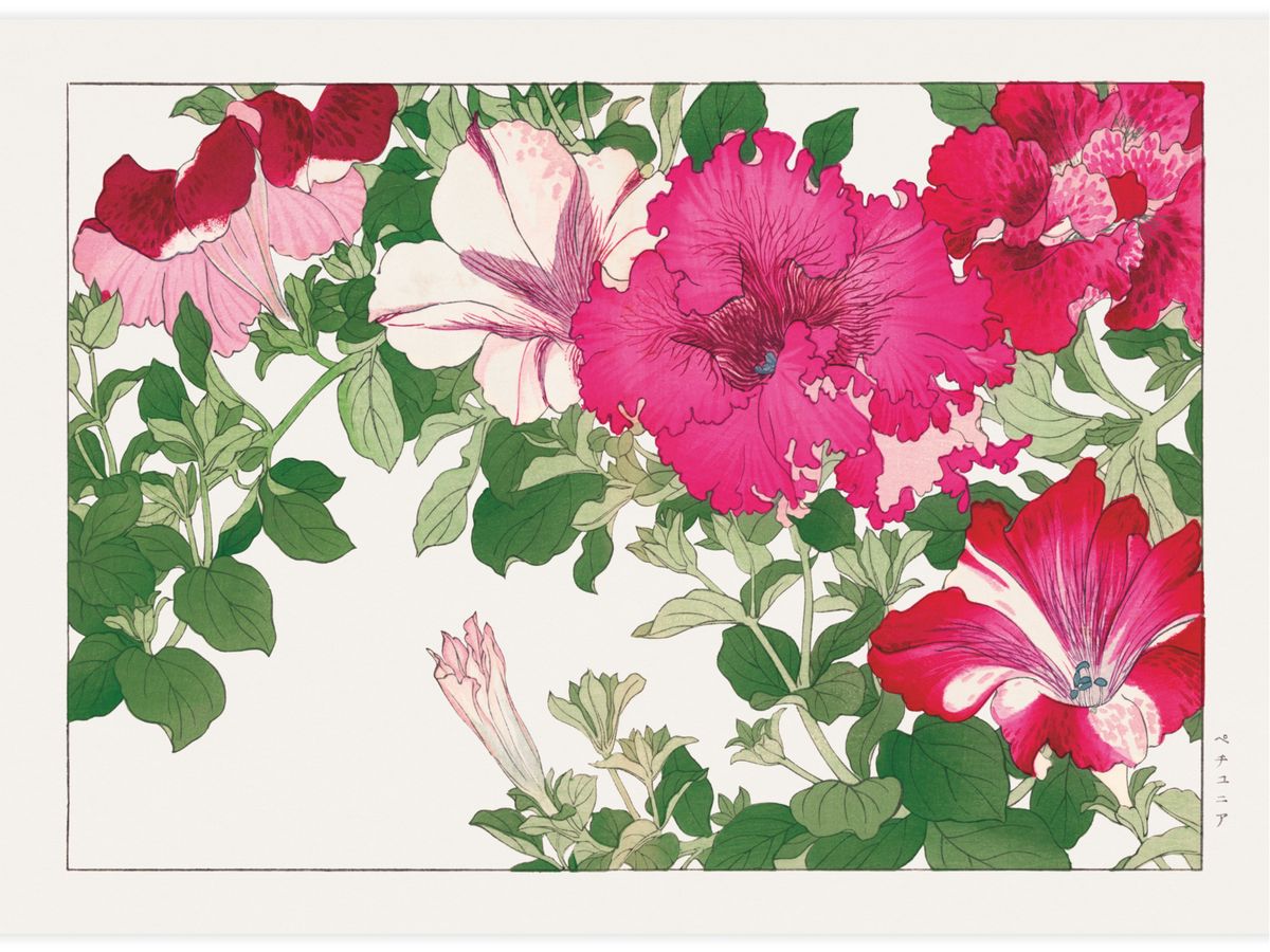 Petunia flower Poster