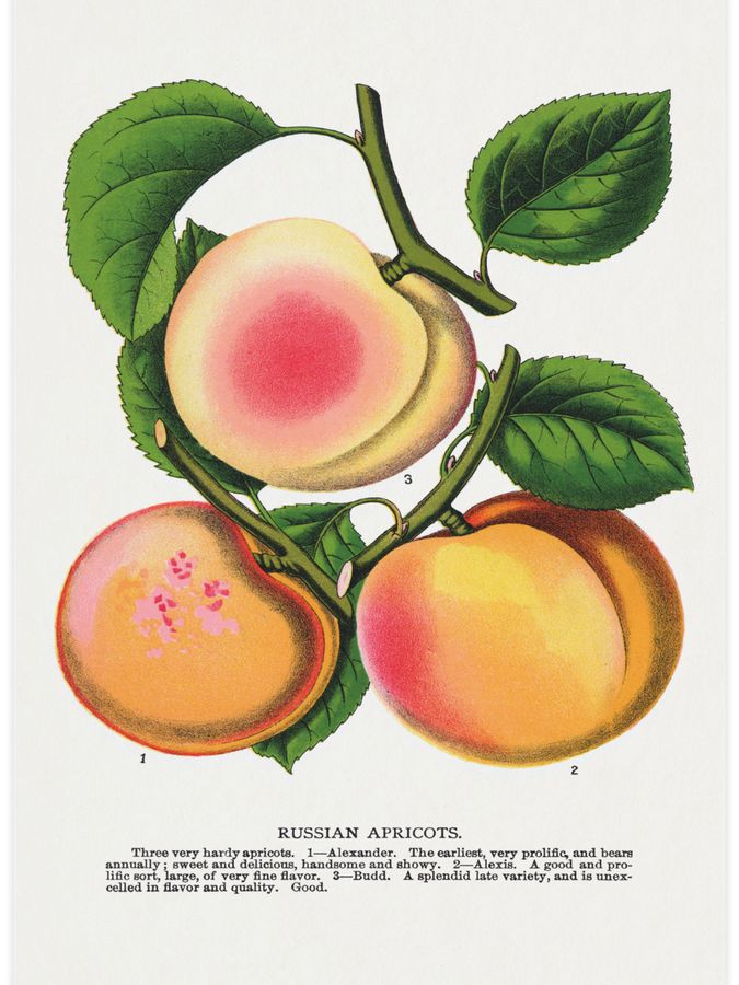 Russian Apricots Poster