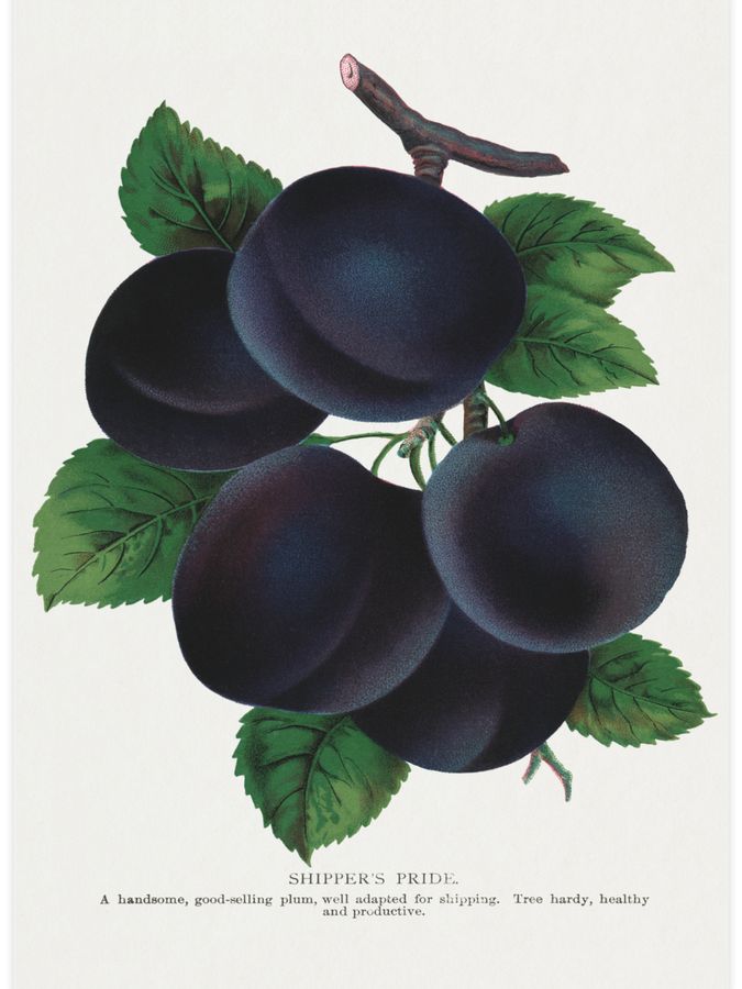 Shippers Pride Plum Poster