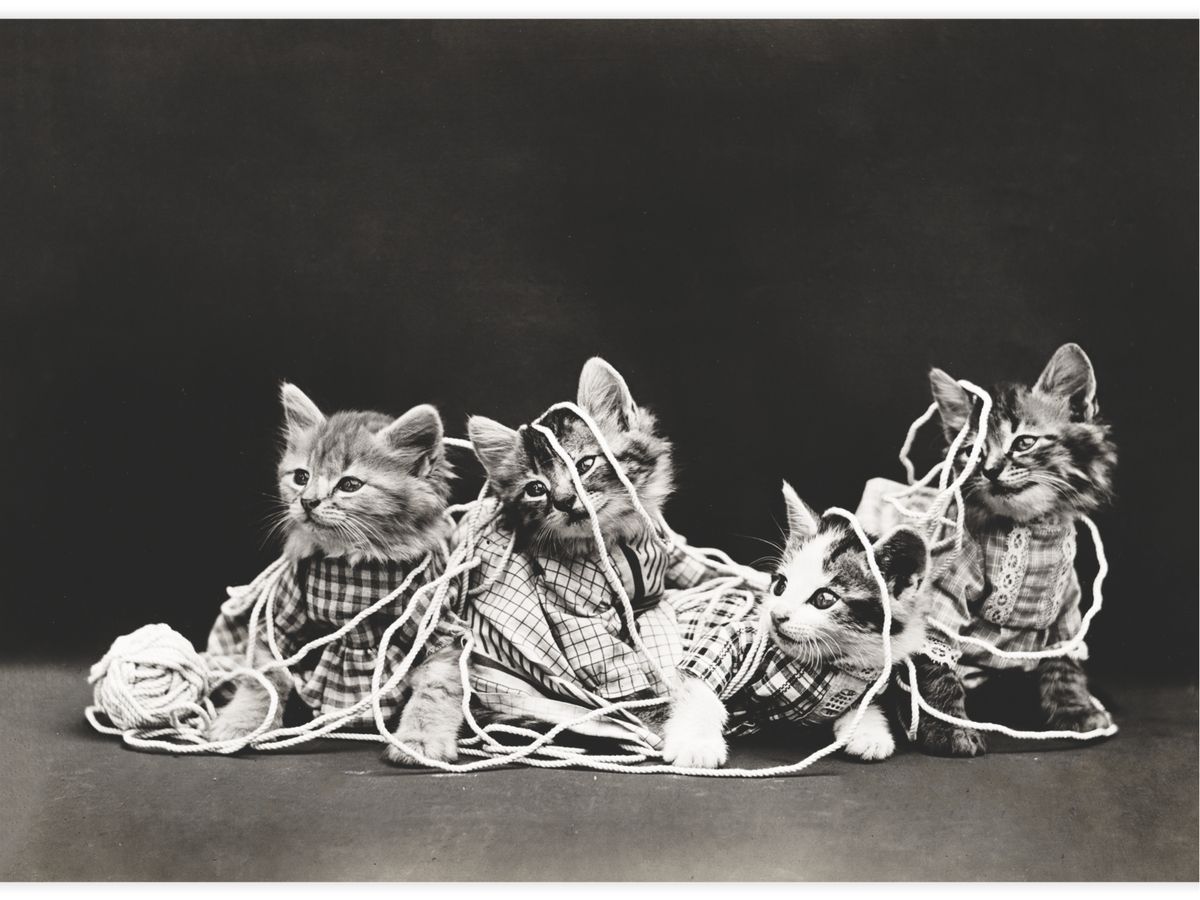 The entanglement Poster