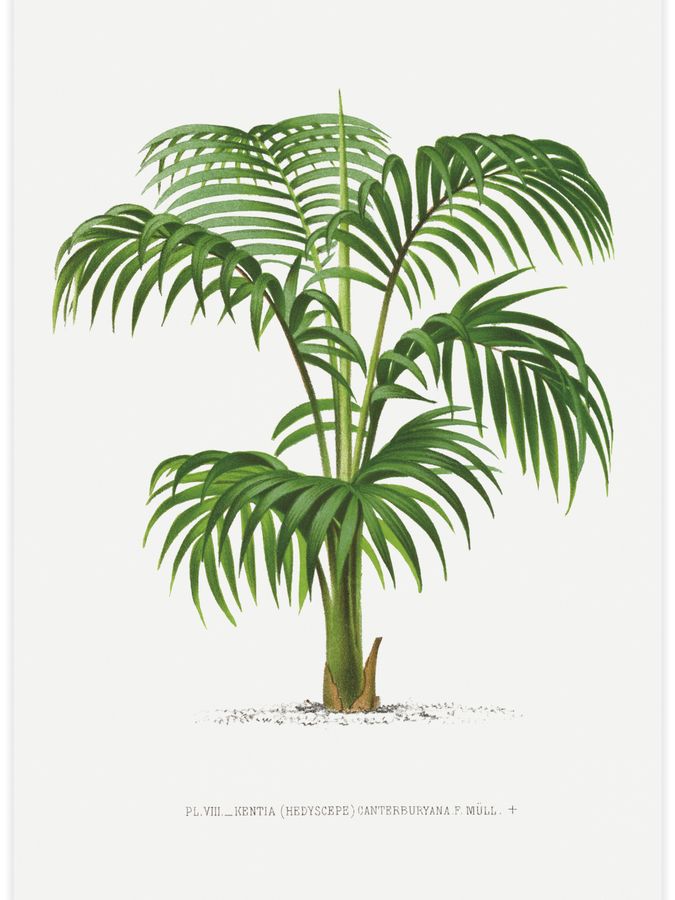 Vintage palm tree illustration No.1 Poster