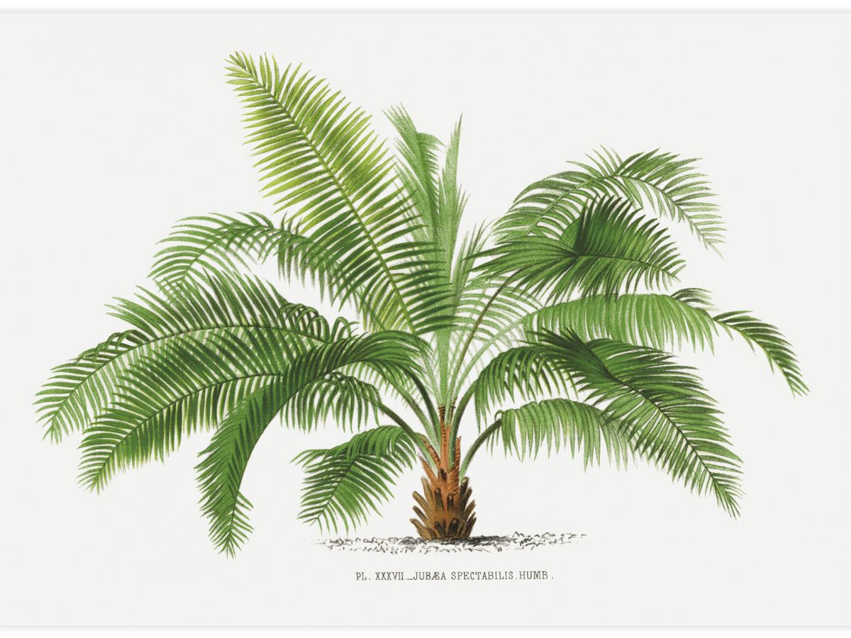 Vintage palm tree illustration No.2 Poster