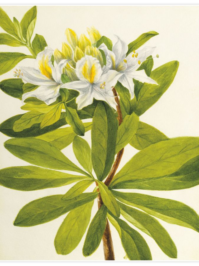 Western Azalea Poster