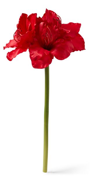 Amaryllis Snittblomma