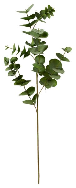 Eucalyptus Snittblomma