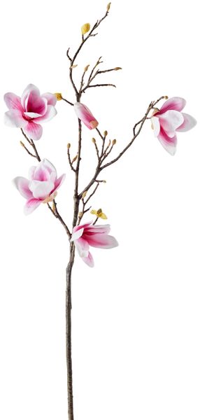 Magnolia Snittblomma