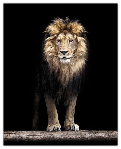 Lion Poster