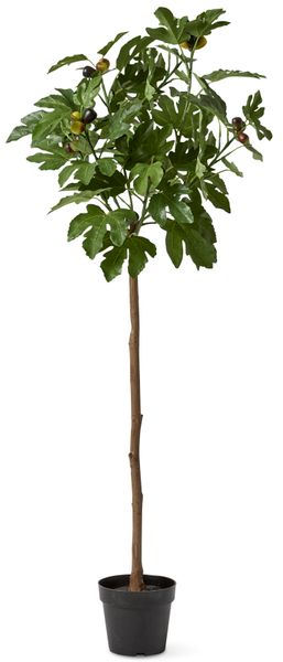 Fikon Konstväxt i kruka