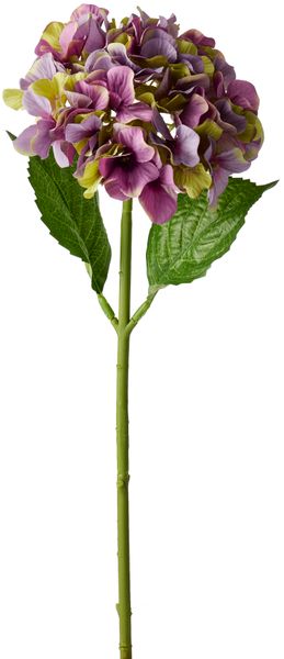 Hortensia Snittblomma