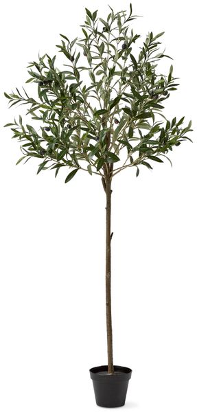 Oliv Konstväxt i kruka