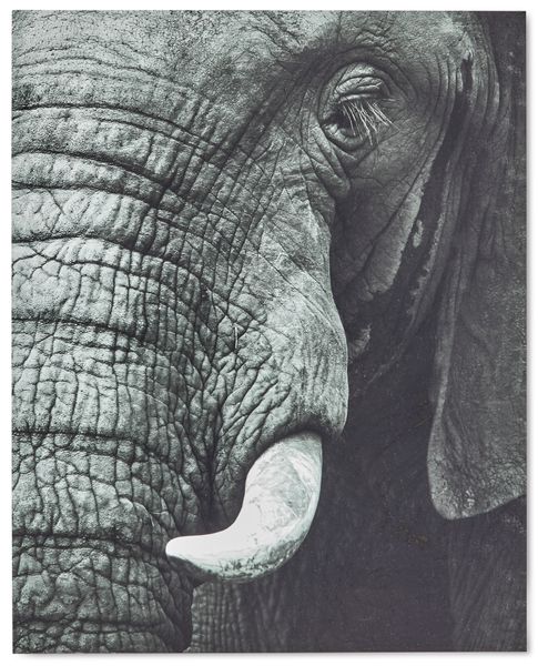Elephant Poster