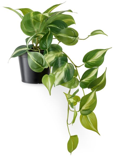 Gullranka Konstväxt i kruka