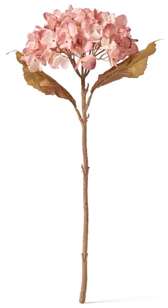 Hortensia Konstväxt