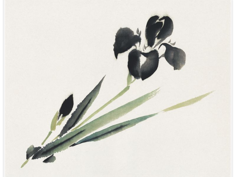 Aesthetic iris Poster