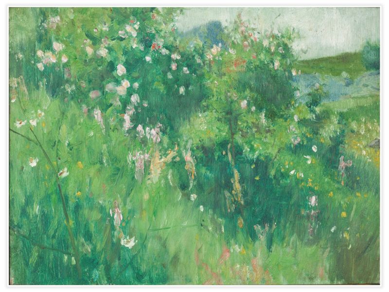 Blommande nyponbuskar