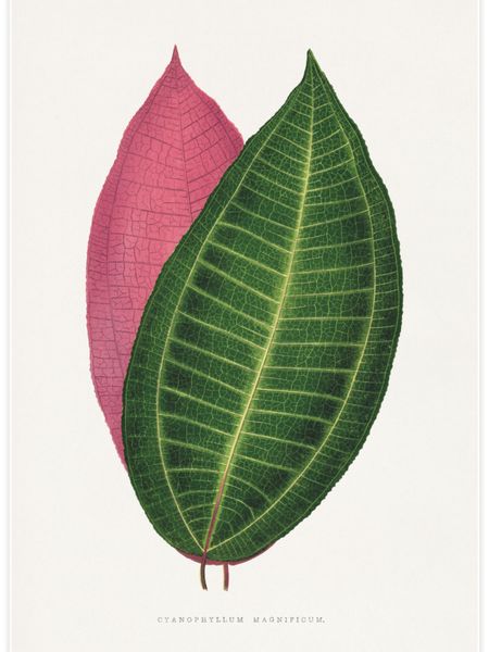 Calophyllum Inophyllum Poster