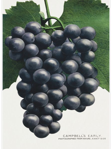 Campbell's Early grape Poster