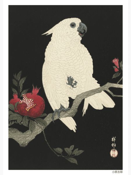 Cockatoo and pomegranate Poster