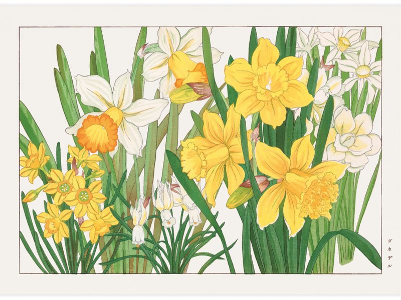 Daffodil flower Poster