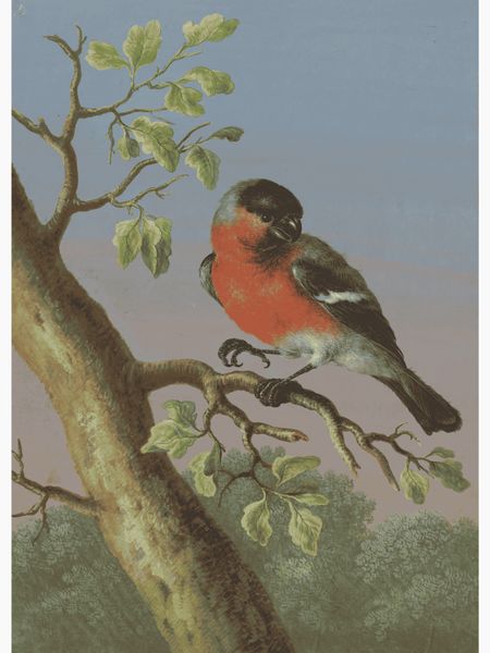 Eurasian Bullfinch Poster