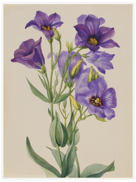 Eustoma russelianum Poster