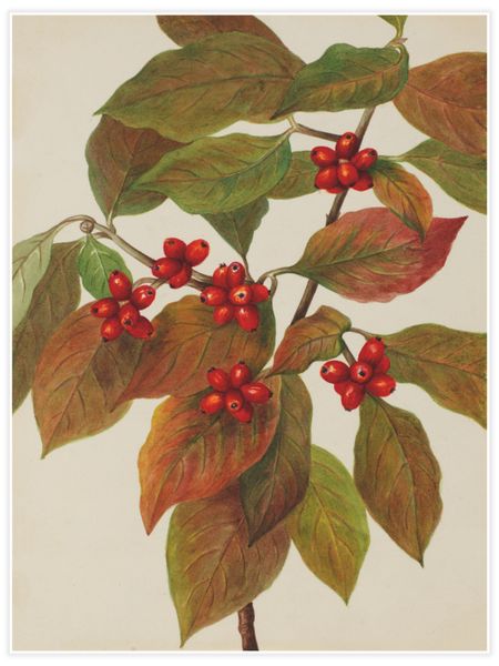 Flowering Dogwood (Cornus florida) Poster