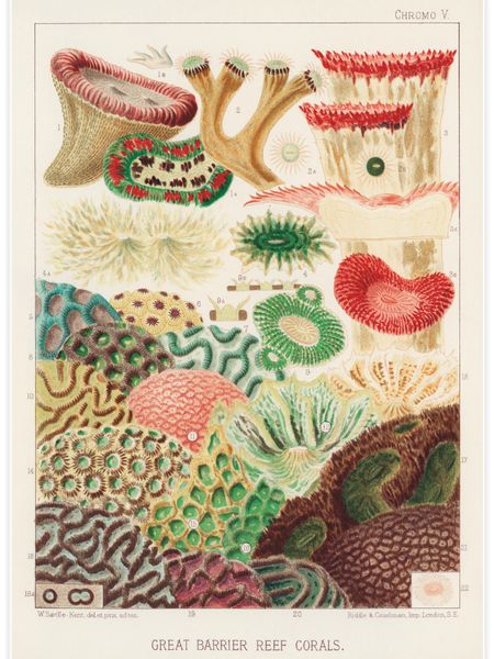 Great Barrier Reef Corals Poster