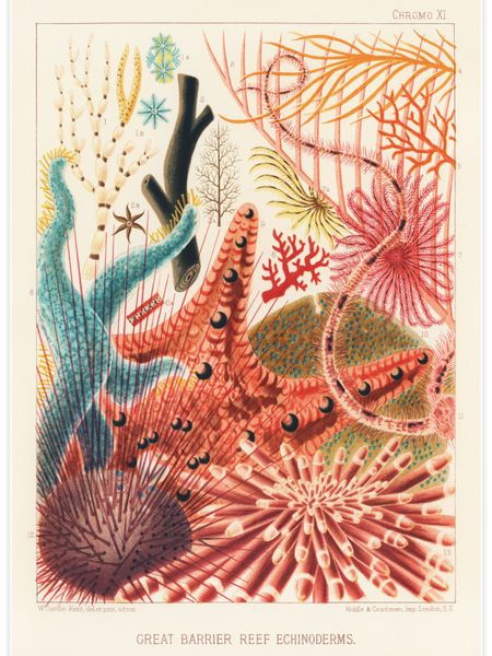 Great Barrier Reef Echinoderms Poster
