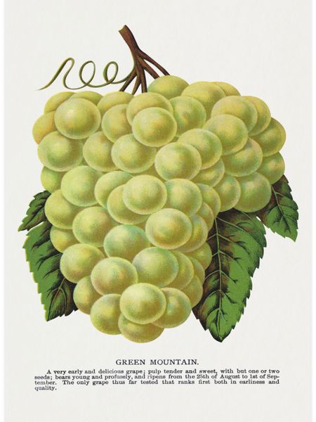 Green Mountain Grape Poster