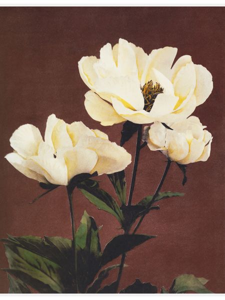 Hærdaceous Peony No.1 Poster