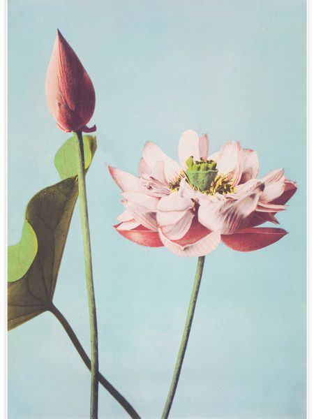 Lotus Flowers Poster