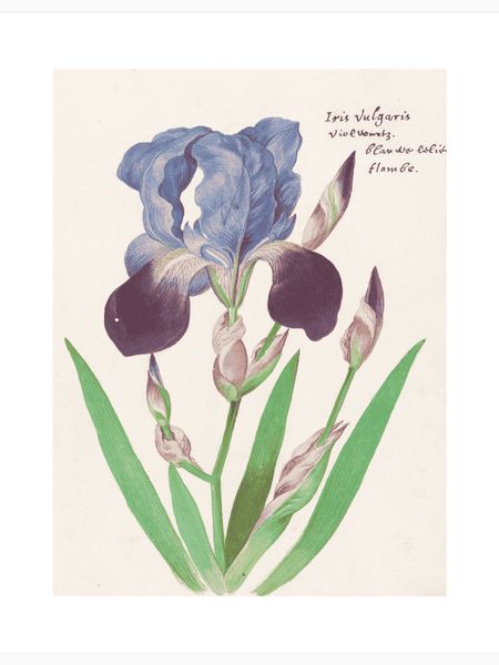 Paarse Iris Poster
