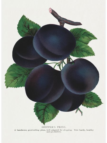 Shippers Pride Plum Poster