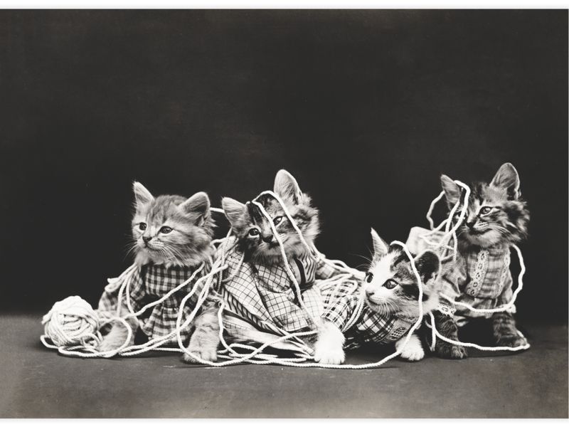 The entanglement Poster