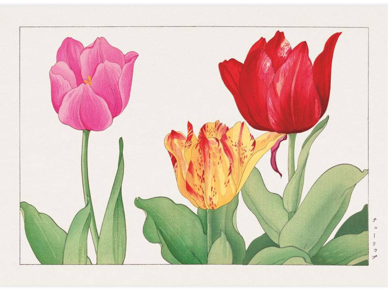 Tulip flower Poster