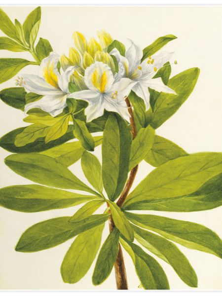 Western Azalea Poster